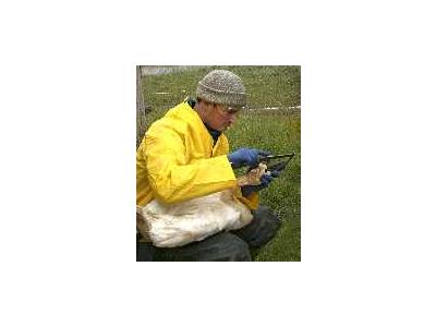 Measuring A Tundra Swan 00682 Photo Small Wildlife