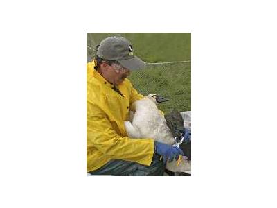 Tundra Swan Banding 00683 Photo Small Wildlife