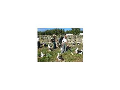 WOE195 Counting Laysan Albatross Nests 00695 Photo Small Wildlife