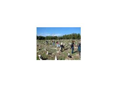 WOE196 Counting Laysan Albatross Nests 00696 Photo Small Wildlife