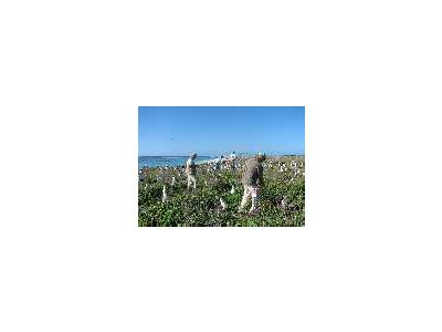 WOE197 Counting Laysan Albatross Nests 00697 Photo Small Wildlife