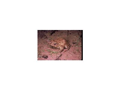 Houston Toad 00758 Photo Small Wildlife