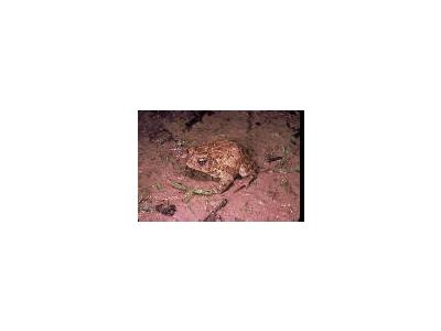 Houston Toad 00758 Photo Small Wildlife