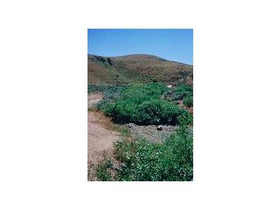 WO3679 Willow Riparian Habitat In Idaho 00764 Photo Small Wildlife