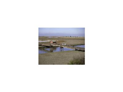 Don Edwards San Franciso Bay NWR California 00772 Photo Small Wildlife