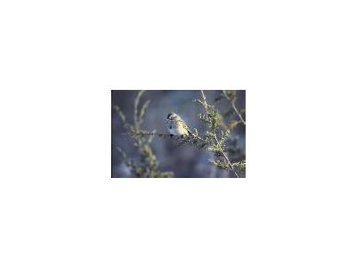 American Tree Sparrow 00780 Photo Small Wildlife