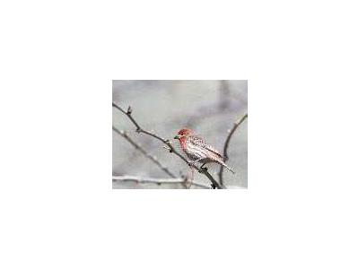 House Finch 00785 Photo Small Wildlife