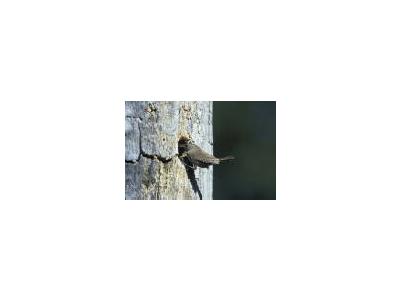 House Wren 00786 Photo Small Wildlife