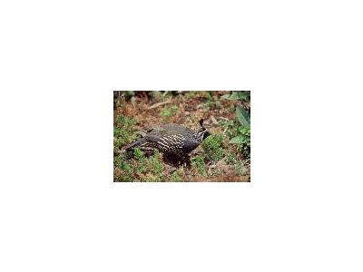 California Quail 00787 Photo Small Wildlife