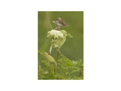 Chowiet Island Savannah Sparrow 00788 Photo Small Wildlife