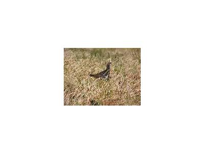 Evermanns Rock Ptarmigan Male 00790 Photo Small Wildlife