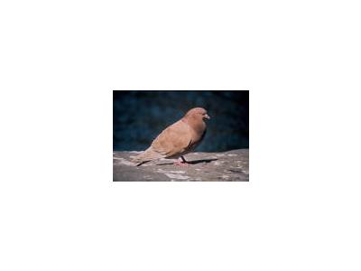 Rock Dove Pigeon 00791 Photo Small Wildlife