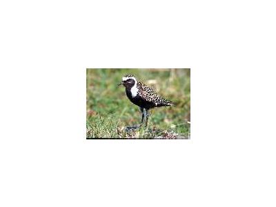 American Golden Plover Male 1998 00796 Photo Small Wildlife