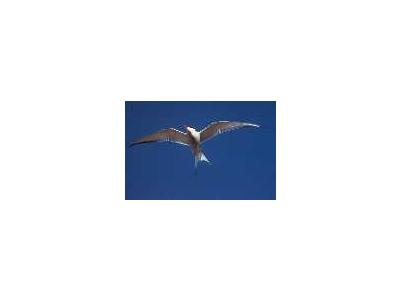 Arctic Tern 00798 Photo Small Wildlife