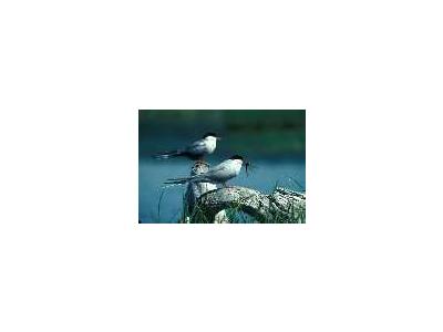 Arctic Tern Pair 1989 00799 Photo Small Wildlife