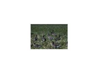 Aleutian Cacklling Goose Capture And Translocation1978 1991 Album 00847 Photo Small Wildlife