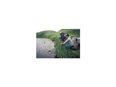 Aleutian Cacklling Goose Capture And Translocation1978 1991 Album 00848 Photo Small Wildlife