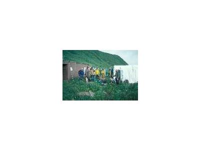 Aleutian Cacklling Goose Capture And Translocation1978 1991 Album 00851 Photo Small Wildlife