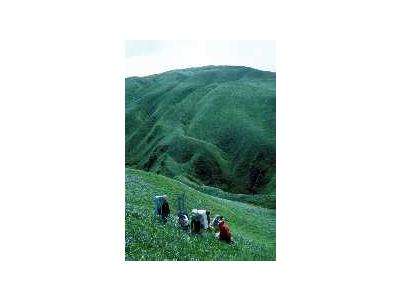 Aleutian Cacklling Goose Capture And Translocation1978 1991 Album 00852 Photo Small Wildlife