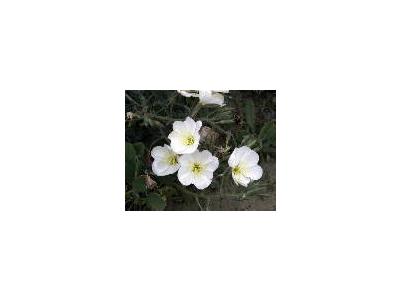 Antioch Dunes Evening Primrose 00855 Photo Small Wildlife