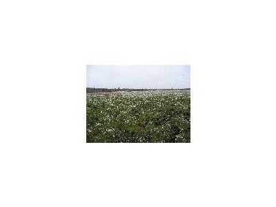 Cottongrass 1 Yr Postfire 00862 Photo Small Wildlife