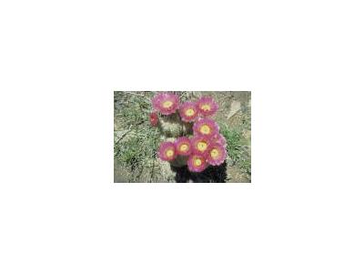 Barrel Cactus 00868 Photo Small Wildlife