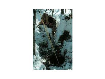 Biologist Tranquilizes A Denning Black Bear 00875 Photo Small Wildlife