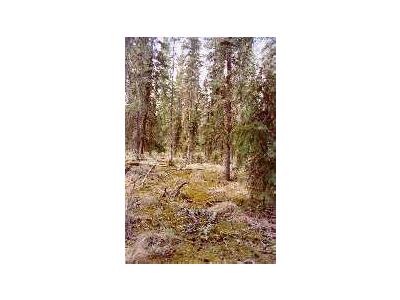 Boreal Forest Floor 00877 Photo Small Wildlife