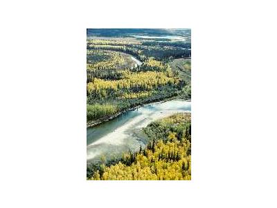 Fall On The Yukon Flats NWR 00878 Photo Small Wildlife