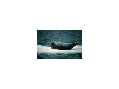 Harbor Seal 00905 Photo Small Wildlife