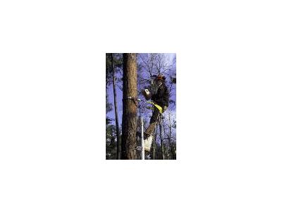 Biologist Working On Red Cockaded Woodpecker Nest Box 00956 Photo Small Wildlife