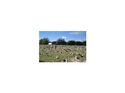 Endangered Laysan Albatross Count At Midway Atoll NWR 00960 Photo Small Wildlife