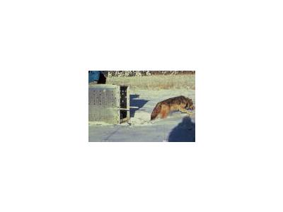 Gray Wolf Radio Collared Wolf Released 00980 Photo Small Wildlife