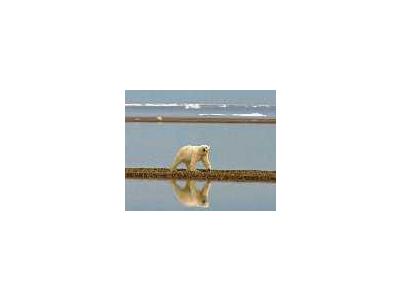 Polar Bear Walking Along The Coast 00983 Photo Small Wildlife