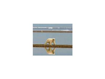 Polar Bear Walking Along The Coast 00983 Photo Small Wildlife