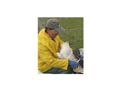 Tundra Swan Banding 00995 Photo Small Wildlife