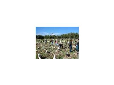 WOE196 Counting Laysan Albatross Nests 01001 Photo Small Wildlife