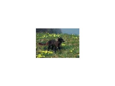 Arctic Fox On St George Island Pribilofs 01005 Photo Small Wildlife