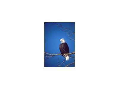 Bald Eagle 01017 Photo Small Wildlife