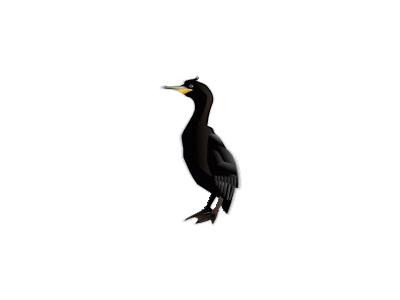 Cormorant Md Animal