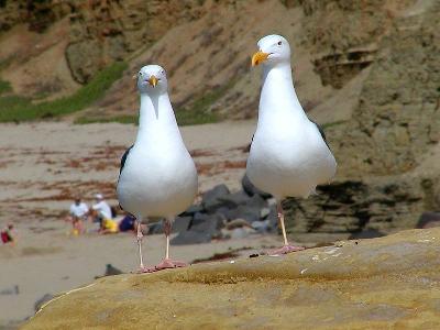 Photo Big Seagulls 2 Animal