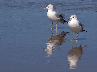 Photo Big Seagulls And Beach Animal