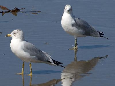 Photo Big Seagulls Animal