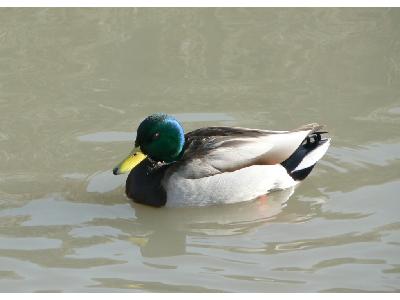 Photo Big Swimming Mallard Animal