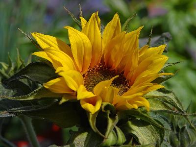 Photo Big Sunflower 2 Flower