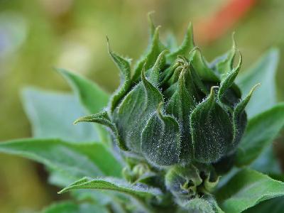 Photo Big Sunflower 3 Flower