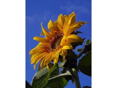 Photo Big Sunflower 4 Flower