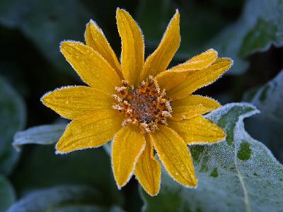 Photo Big Sunflower Frost Flower