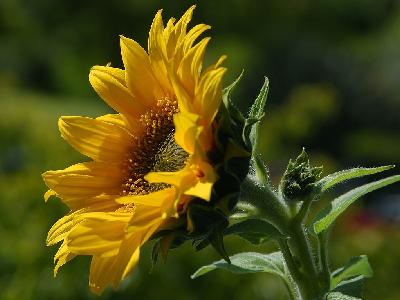 Photo Big Sunflower Flower