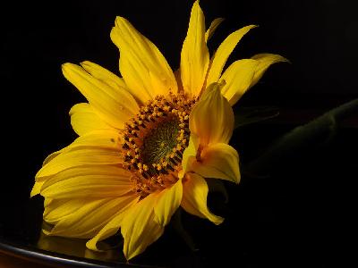 Photo Big Sunflowers 2 Flower